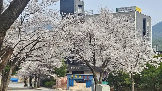 동학사 프라하